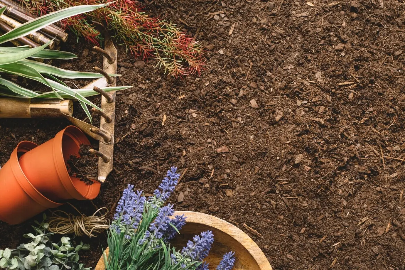 Садовая композиция, включающая растения и пространство.